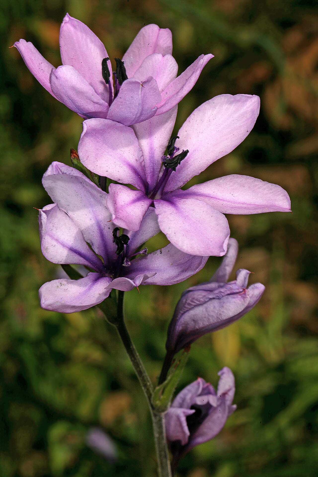 Babiana nervosa: Babiana stricta , flowers; growing in Renosterveld, between Wolseley and Tulbagh, Western Cape, South Africa