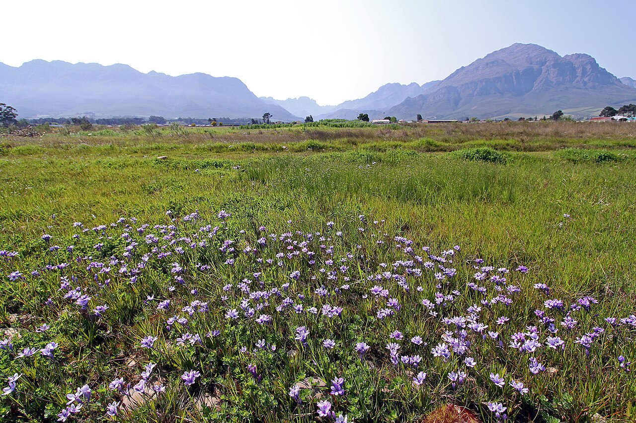 Babiana nervosa: Babiana stricta , dense stand of plants in flower; Wolseley, undeveloped open space in town, opposite Wolseley Fruit Packers Co-Op, semi-disturbed seepage area,