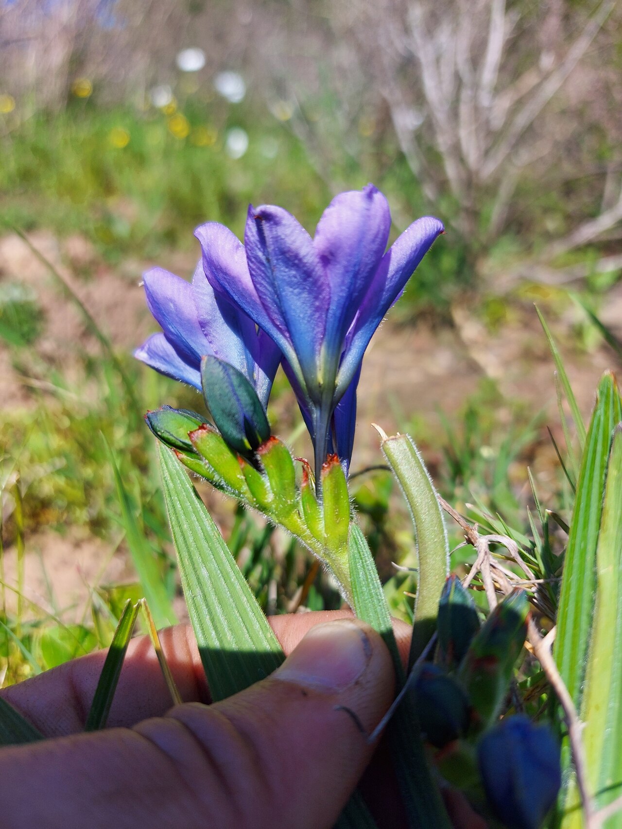 Babiana nervosa: Babiana nervosa, photographed by Jacques van der Merwe, on 9 September 2020, on Faure Hill, Stellenbosch, Western Cape province of South Africa