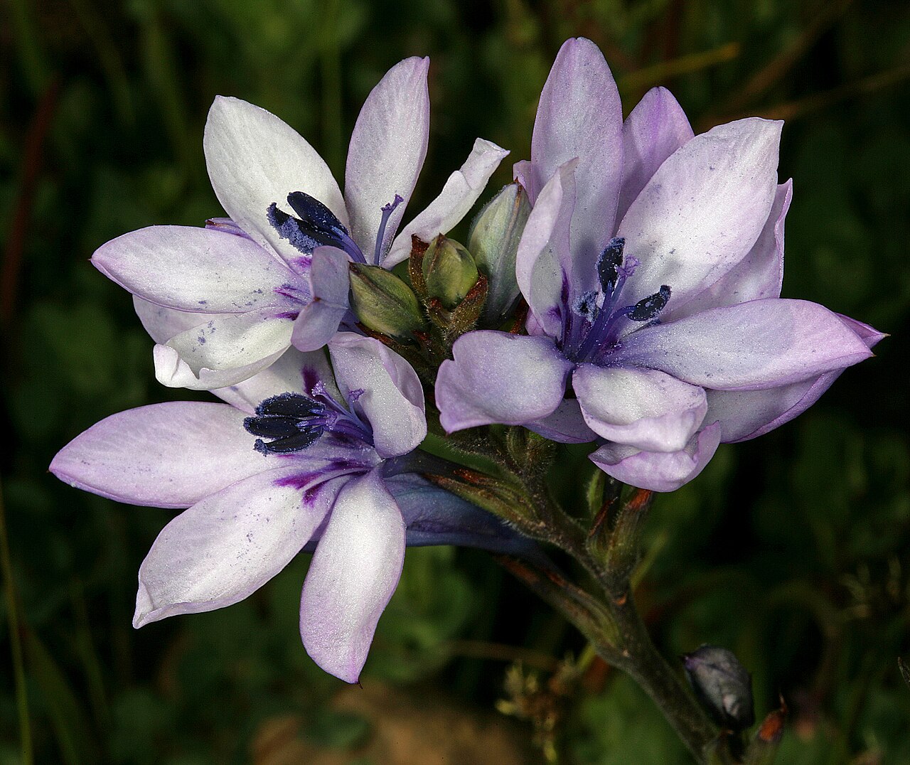 Babiana nervosa: Babiana stricta , inflorescence; Wolseley, undeveloped open space in town, opposite Wolseley Fruit Packers Co-Op, semi-disturbed seepage area, Western Cape, Sou