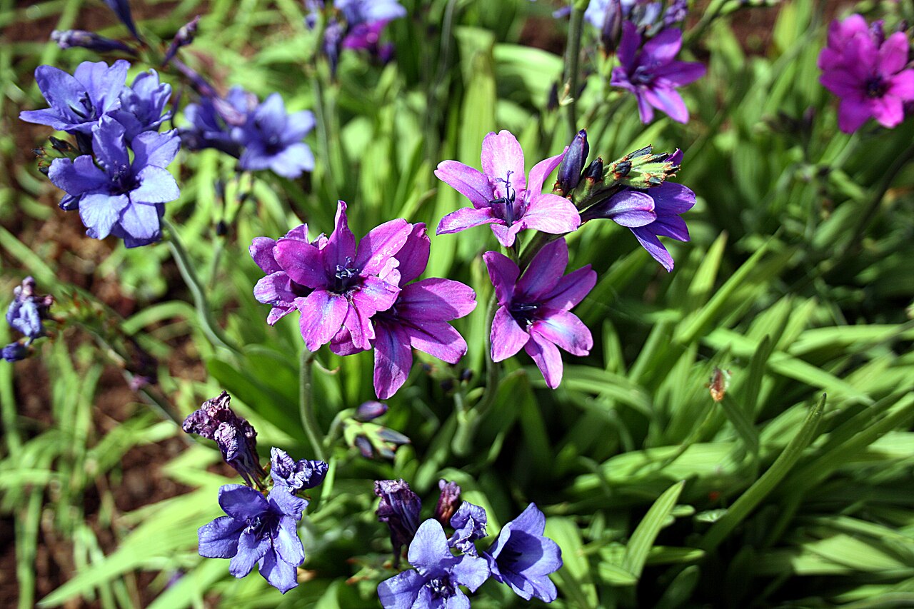 Babiana nervosa: Madeira,_Palheiro_Gardens_-_ Babiana _stricta