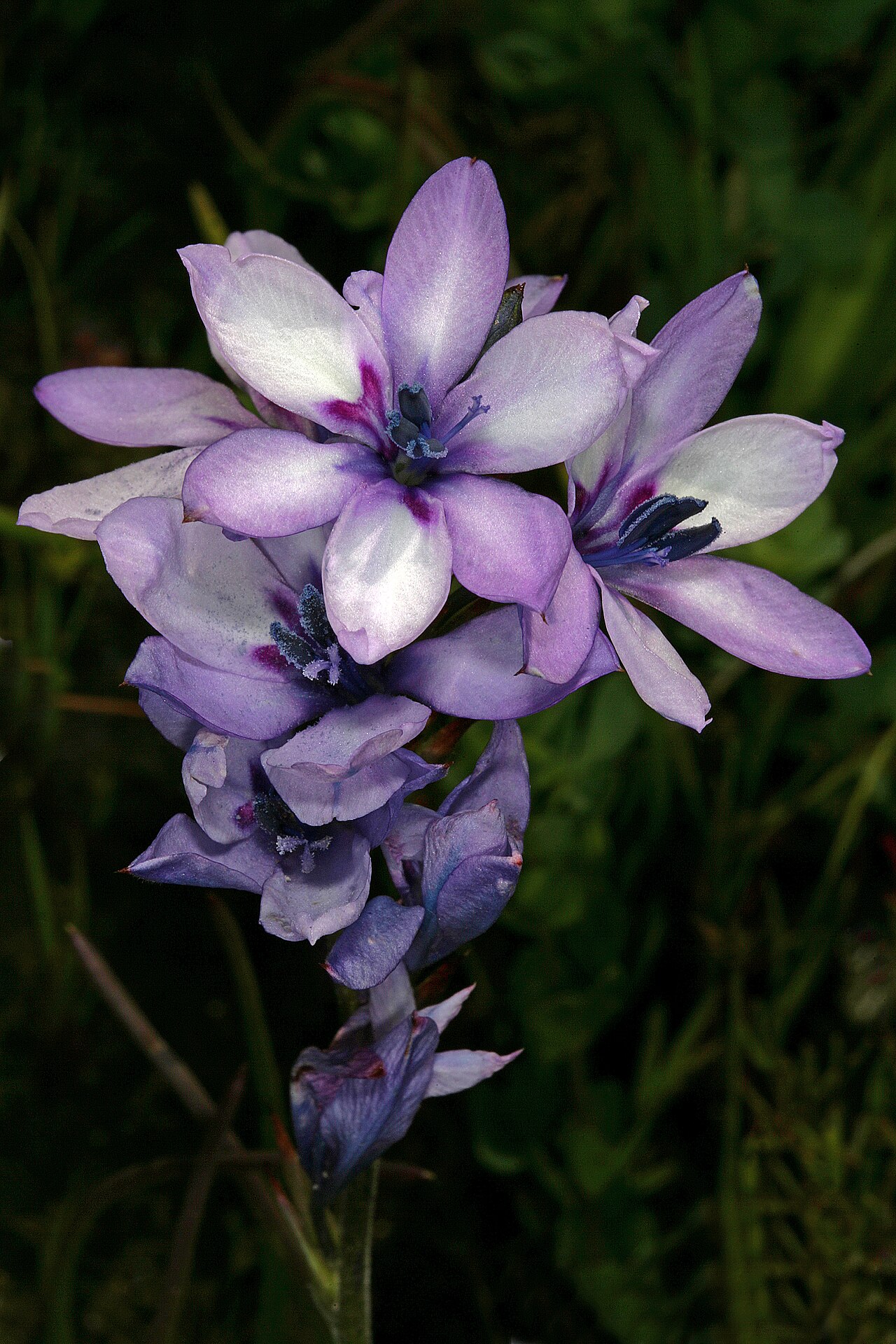Babiana nervosa: Babiana stricta , inflorescence; Wolseley, undeveloped open space in town, opposite Wolseley Fruit Packers Co-Op, semi-disturbed seepage area, Western Cape, Sou