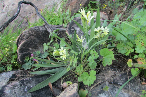 Babiana noctiflora (Babiana noctiflora)