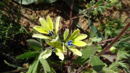 Babiana odorata (Babiana odorata)
