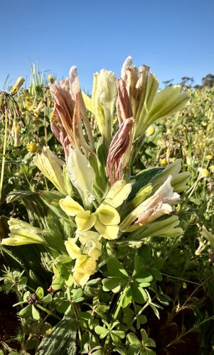 Babiana odorata (Babiana odorata)