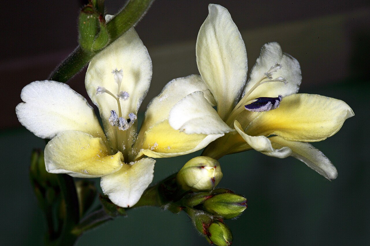 Babiana odorata: Babiana odorata , flowers; Caledon Wild Flower Show, Caledon, Westen Cape, South Africa