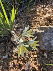 Babiana odorata (Babiana odorata)