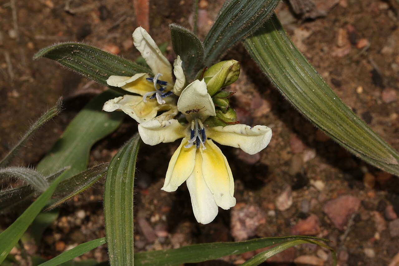 Babiana odorata: Babiana odorata, photographed by Brian du Preez, on 8 September 2018, at Voëlvlei National Reserve, near Riebeek-Kasteel, Western Cape province of South Africa