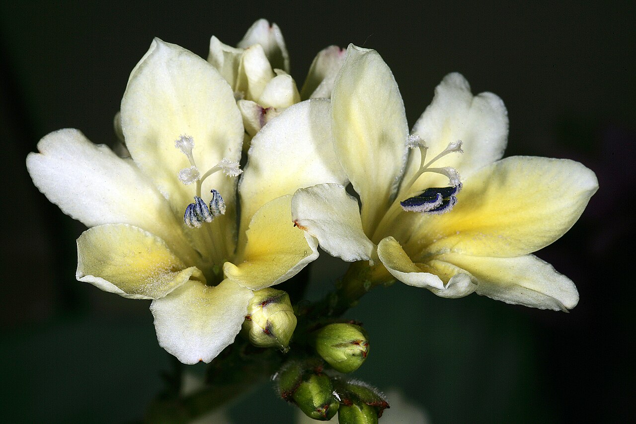 Babiana odorata: Babiana odorata , flowers; Caledon Wild Flower Show, Caledon, Westen Cape, South Africa