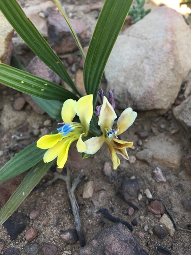 Babiana odorata (Babiana odorata)
