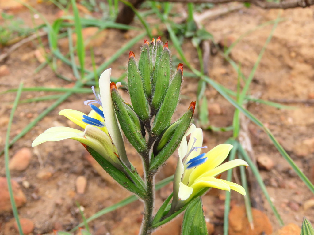 Babiana odorata (Babiana odorata)