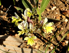 Babiana odorata (Babiana odorata)