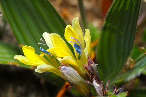 Babiana odorata (Babiana odorata)