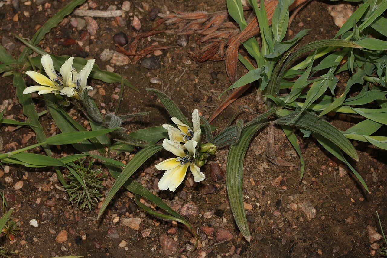 Babiana odorata: Babiana odorata, photographed by Brian du Preez, on 8 September 2018, at Voëlvlei National Reserve, near Riebeek-Kasteel, Western Cape province of South Africa