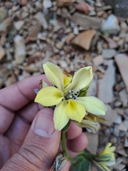 Babiana odorata (Babiana odorata)