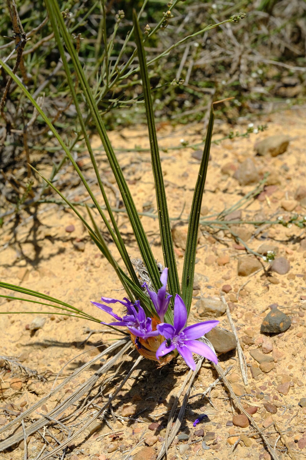 Babiana papyracea: Babiana papyracea, photographed by Nick Helme, on 27 September 2021, about 1200 m northwest of Nieuwoudtville, Northern Cape province of South Africa