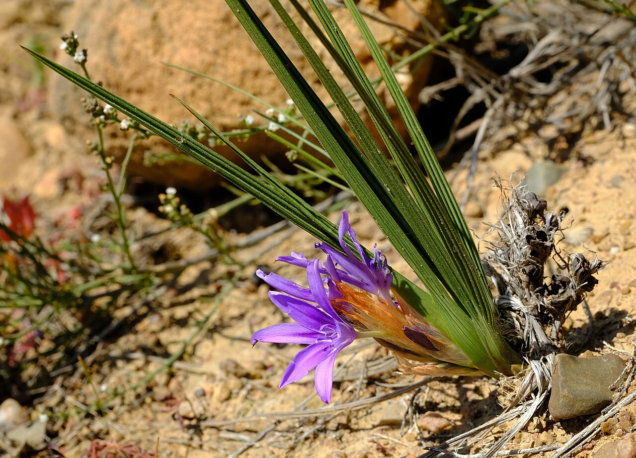 Babiana papyracea: Babiana papyracea, photographed by Nick Helme, on 27 September 2021, about 1200 m northwest of Nieuwoudtville, Northern Cape province of South Africa