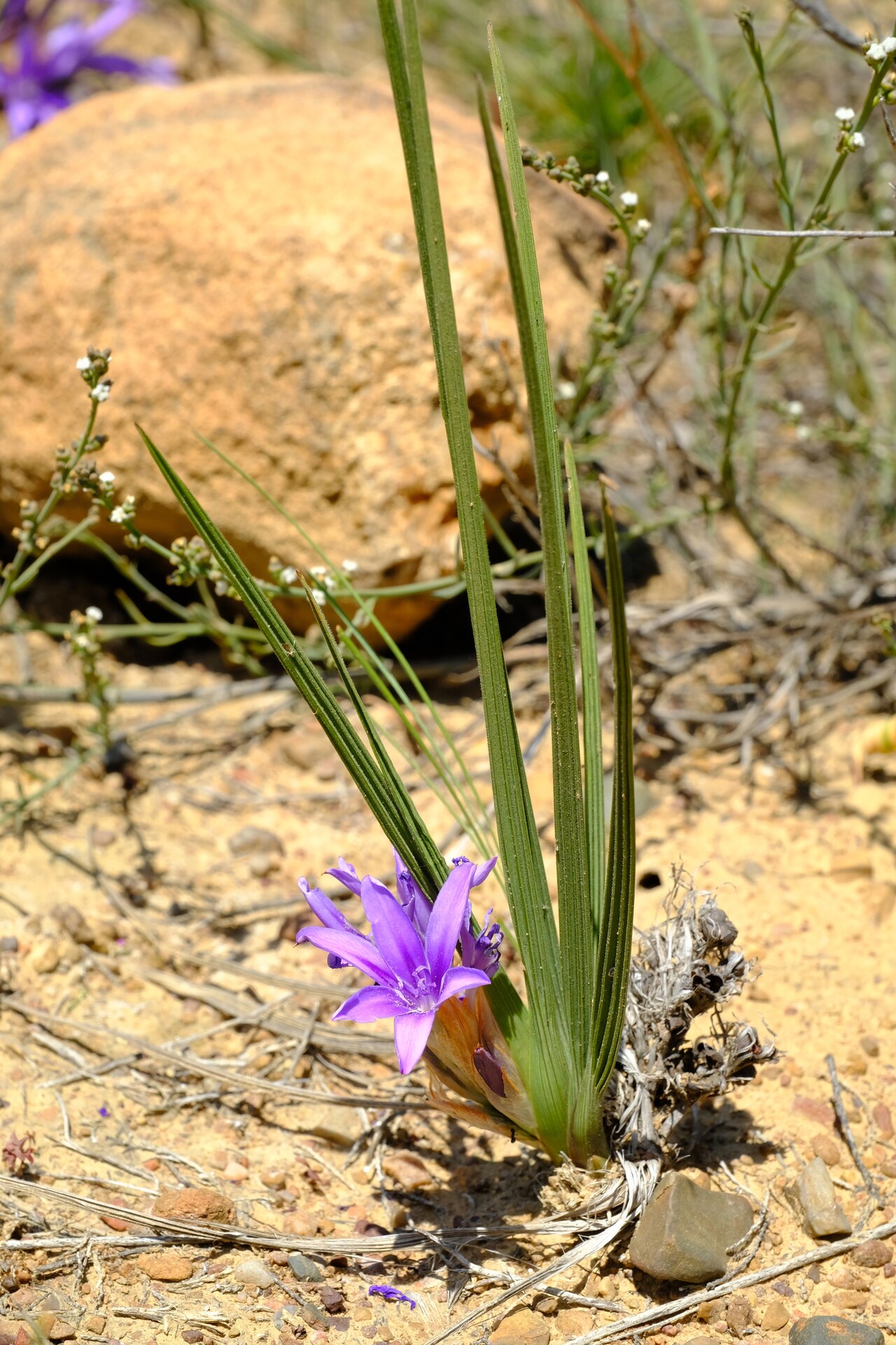 Babiana papyracea: Babiana papyracea, photographed by Nick Helme, on 27 September 2021, about 1200 m northwest of Nieuwoudtville, Northern Cape province of South Africa