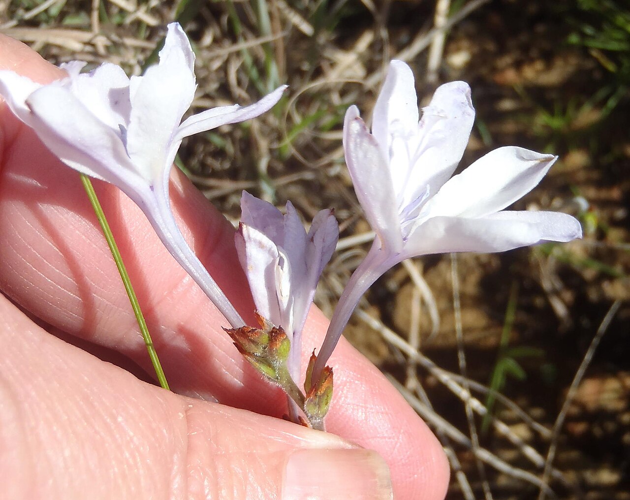 Babiana patersoniae: Babiana patersoniae, photographed by Nicola van Berkel, on 31 Augustus 2014, along the R317 about 10 km north of Bredasdorp, Western Cape province of South Afri
