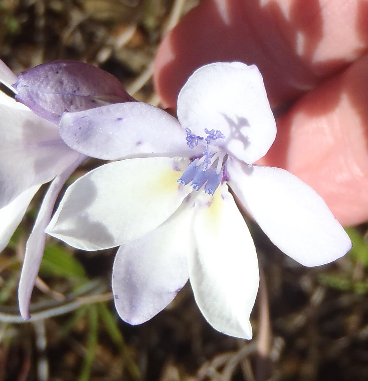 Babiana patersoniae: Babiana patersoniae, photographed by Nicola van Berkel, on 31 Augustus 2014, along the R317 about 10 km north of Bredasdorp, Western Cape province of South Afri