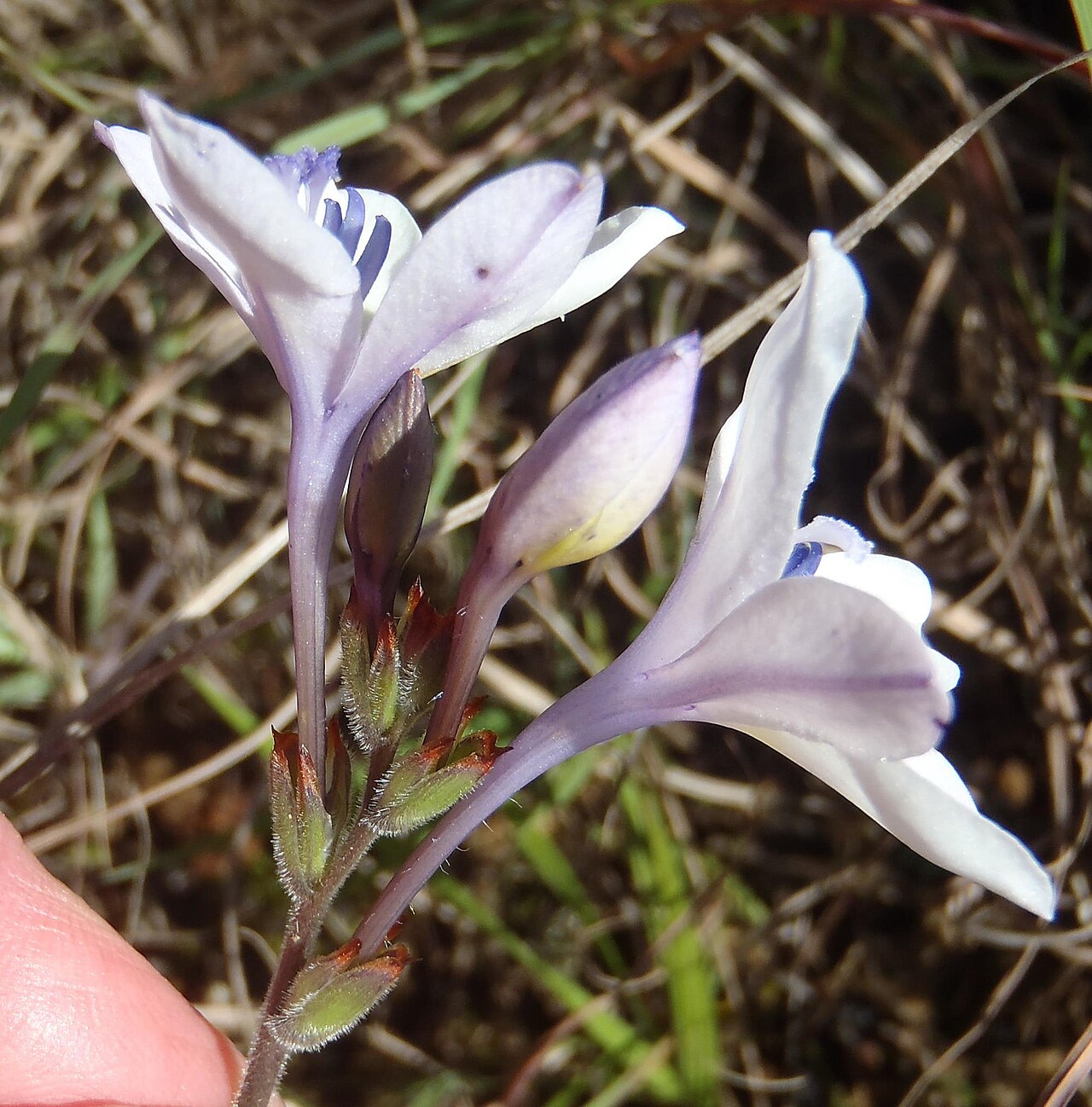 Babiana patersoniae: Babiana patersoniae, photographed by Nicola van Berkel, on 31 Augustus 2014, along the R317 about 10 km north of Bredasdorp, Western Cape province of South Afri