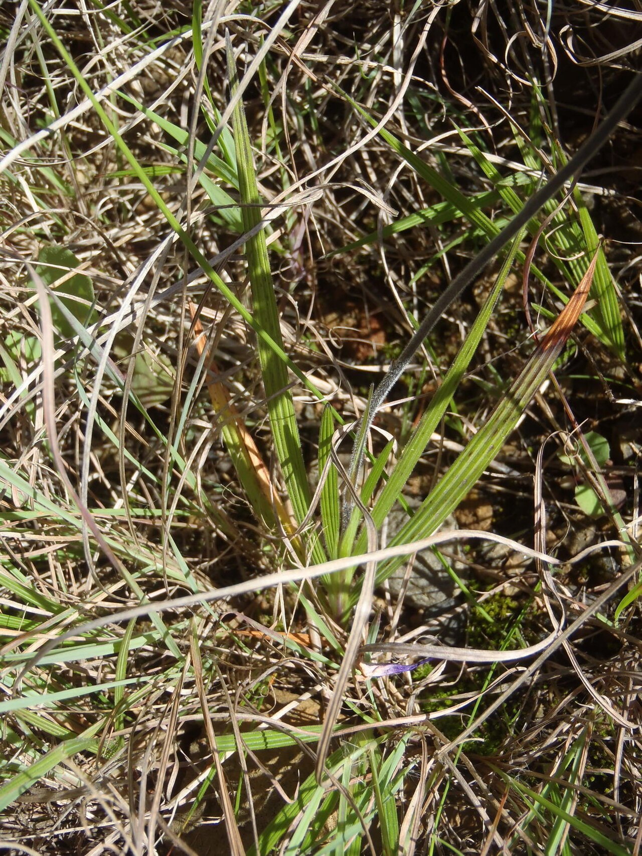 Babiana patersoniae: Babiana patersoniae, photographed by Nicola van Berkel, on 31 Augustus 2014, along the R317 about 10 km north of Bredasdorp, Western Cape province of South Afri