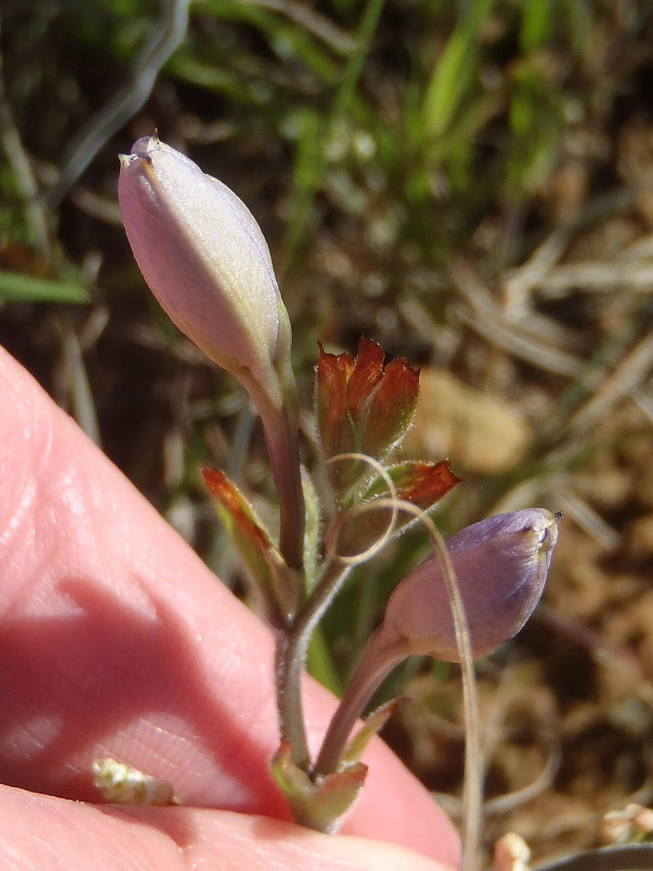 Babiana patersoniae: Babiana patersoniae, photographed by Nicola van Berkel, on 31 Augustus 2014, along the R317 about 10 km north of Bredasdorp, Western Cape province of South Afri