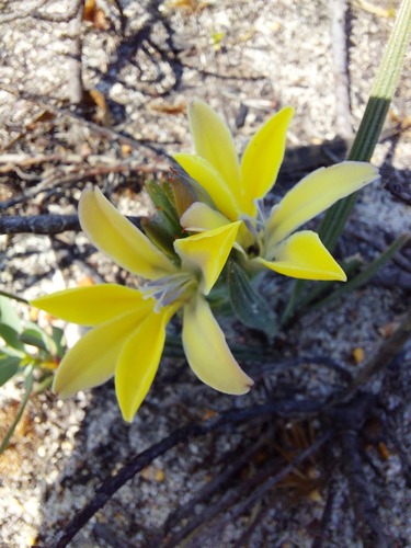 Babiana patula (Babiana patula)