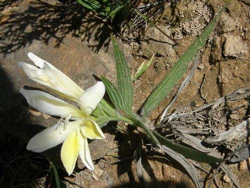Babiana patula (Babiana patula)