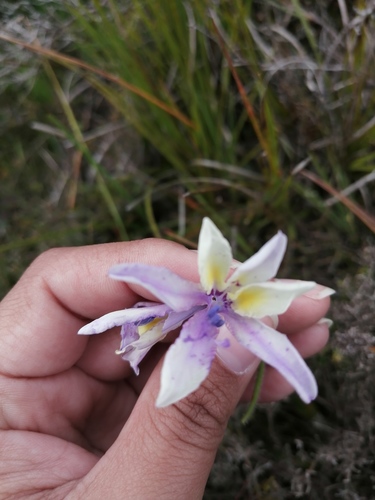 Babiana patula (Babiana patula)