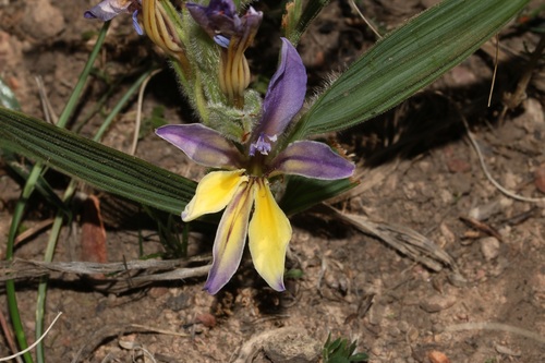 Babiana patula (Babiana patula)