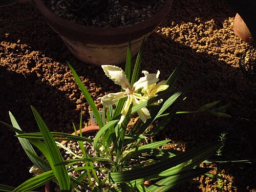 Babiana patula: Babiana patula at Cambridge University Botanic Garden