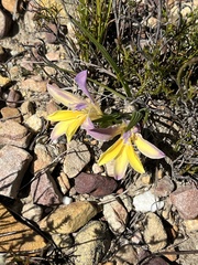 Babiana patula (Babiana patula)