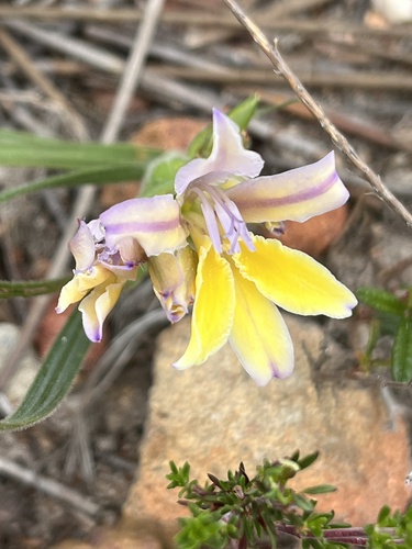Babiana patula (Babiana patula)