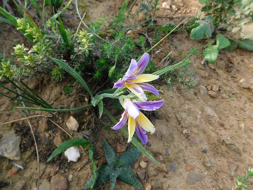 Babiana patula (Babiana patula)