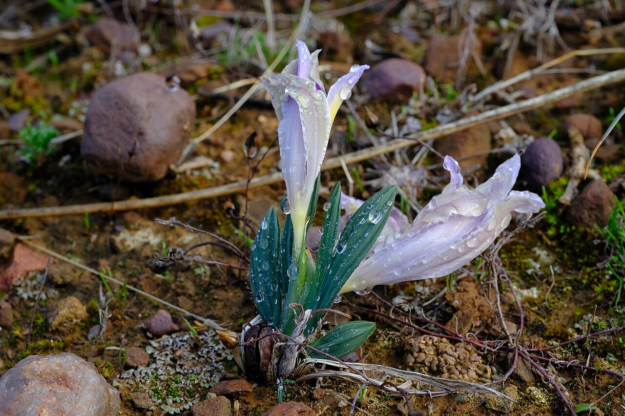 Babiana pauciflora: Babiana pauciflora, photographed by Nick Helme, on 7 July 2019, at Menzieskraal, about 20 km south of Nieuwoudtville, Northern Cape province of South Africa