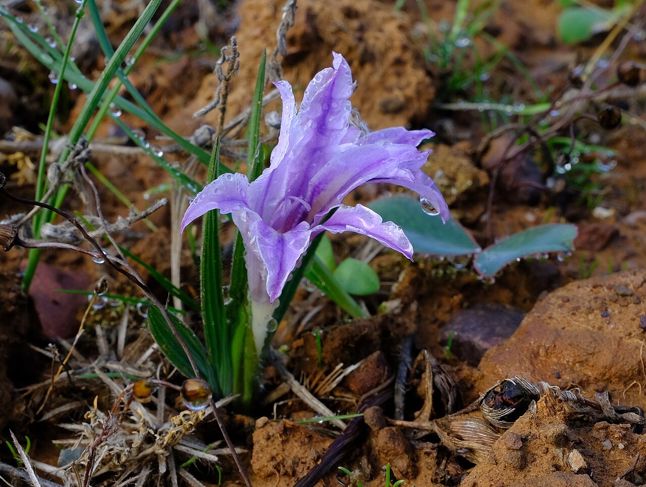 Babiana pauciflora: Babiana pauciflora, photographed by Nick Helme, on 7 July 2019, at Menzieskraal, about 20 km south of Nieuwoudtville, Northern Cape province of South Africa