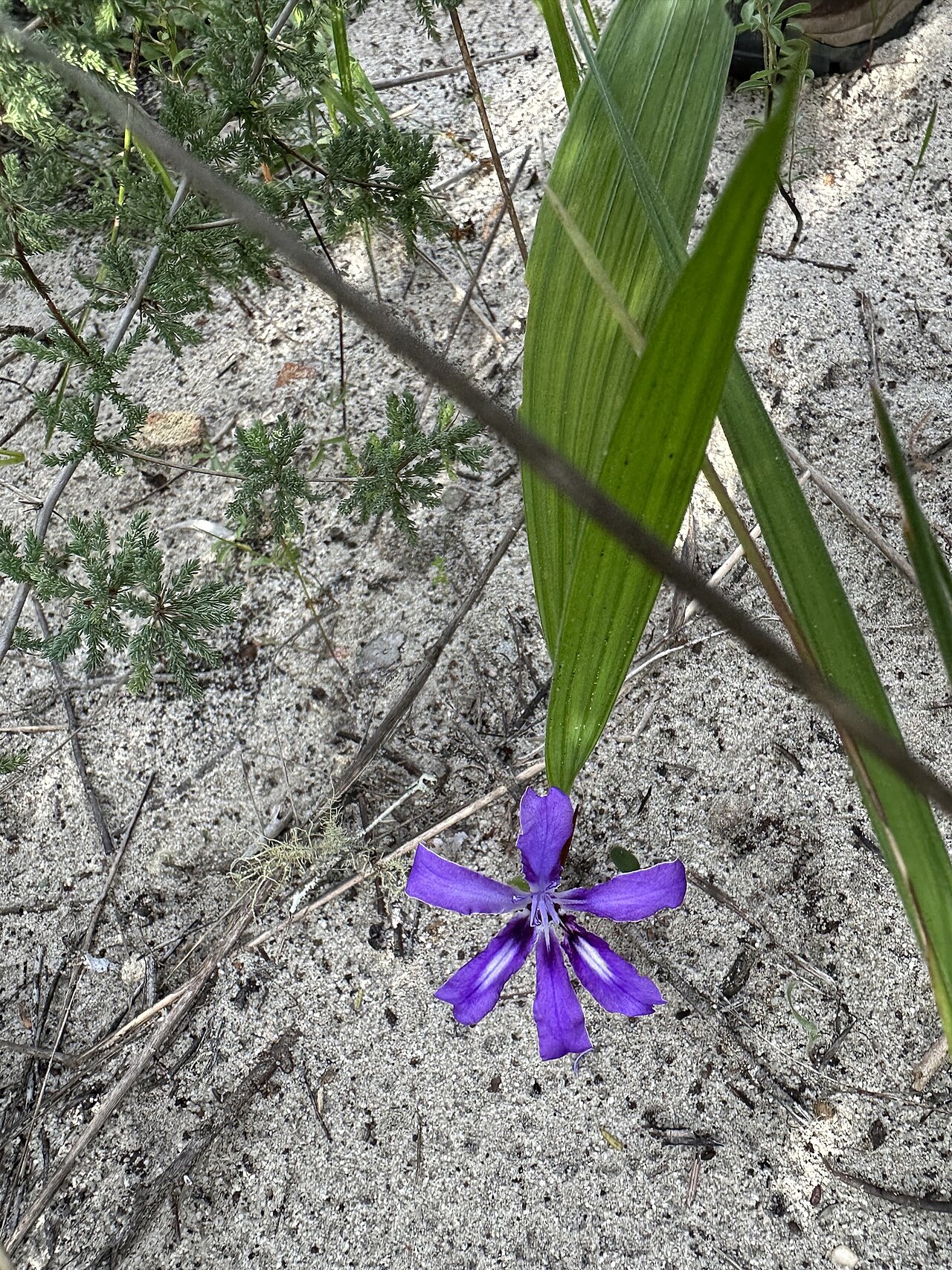 Babiana petiolata: Babiana petiolata