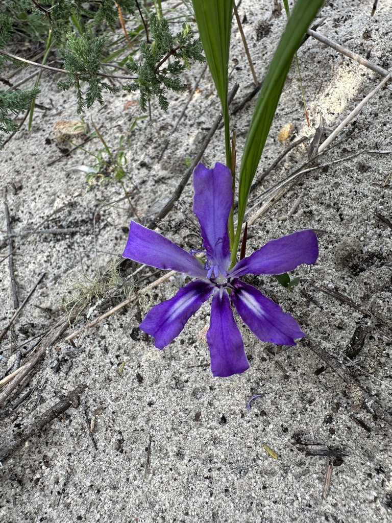Babiana petiolata (Babiana petiolata)