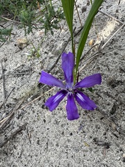 Babiana petiolata (Babiana petiolata)