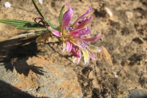 Babiana pilosa (Babiana pilosa)