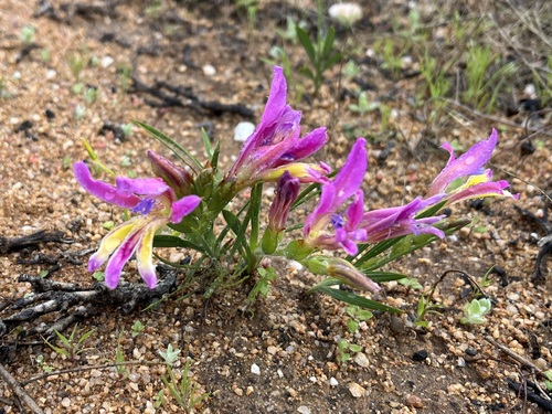 Babiana pilosa (Babiana pilosa)