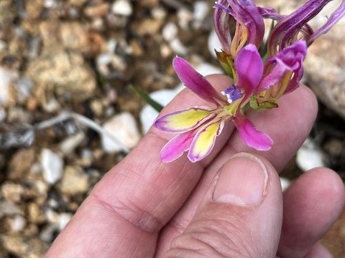 Babiana pilosa (Babiana pilosa)
