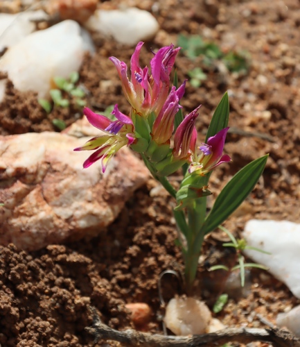 Babiana pilosa (Babiana pilosa)