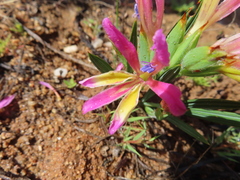 Babiana pilosa (Babiana pilosa)