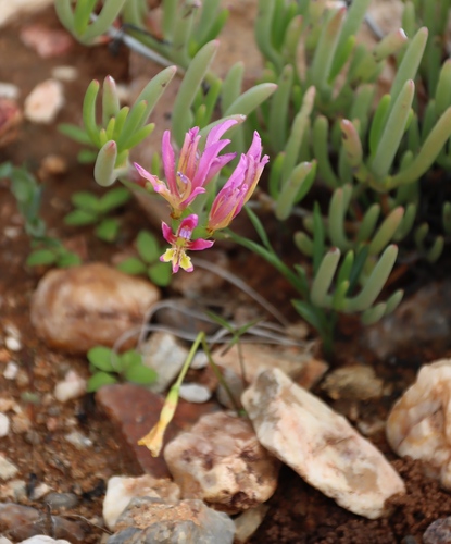 Babiana pilosa (Babiana pilosa)