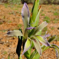 Babiana planifolia (Babiana planifolia)