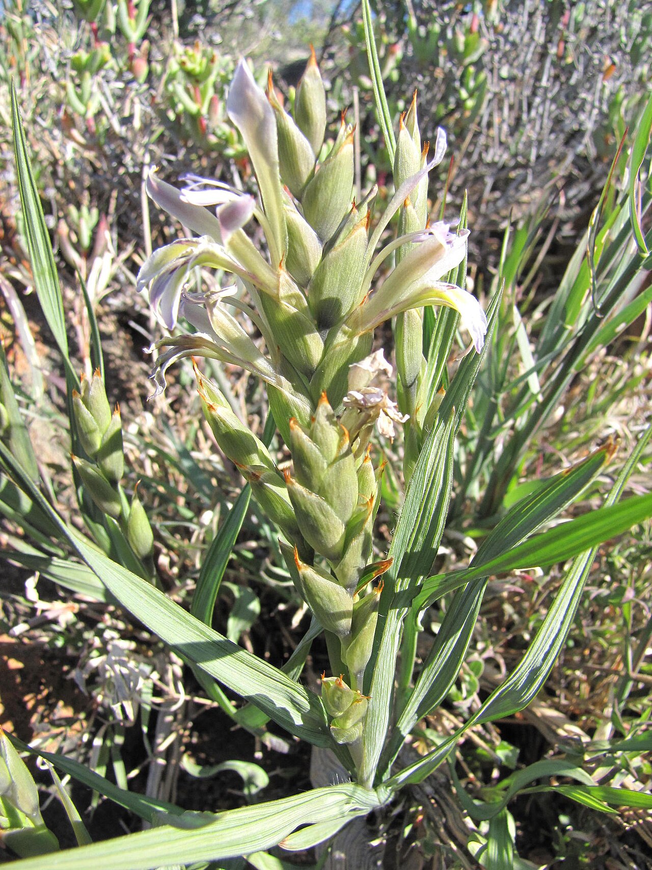 Babiana planifolia: Babiana planifolia, photographed by Nicke Helme, on 5 July 2013, along a dirt track about 6 km to the southwest of the N7 near Springbok, Northern Cape province