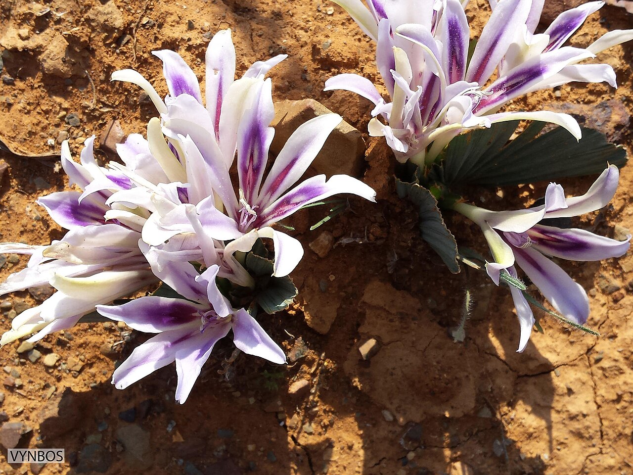 Babiana praemorsa: Babiana praemorsa, photographed by Chris Vynbos, on 27 August 2014, in Loeriesfontein, Northern Cape province of South Africa