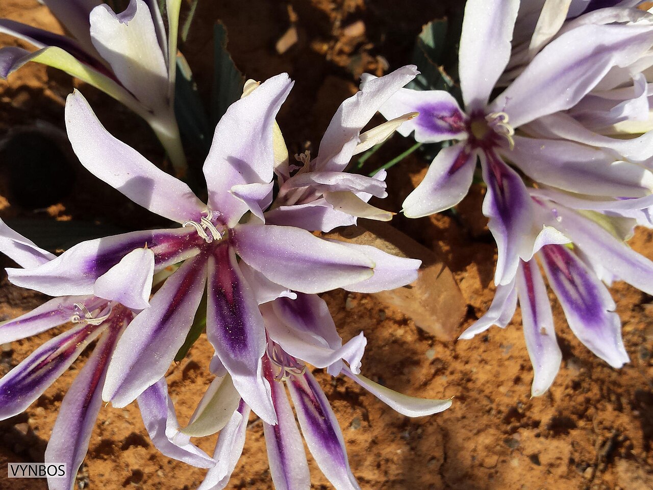 Babiana praemorsa: Babiana praemorsa, photographed by Chris Vynbos, on 27 August 2014, in Loeriesfontein, Northern Cape province of South Africa